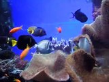 Red Sea fish tank / Rotes Meer Becken @ Kölner Zoo [19/52]