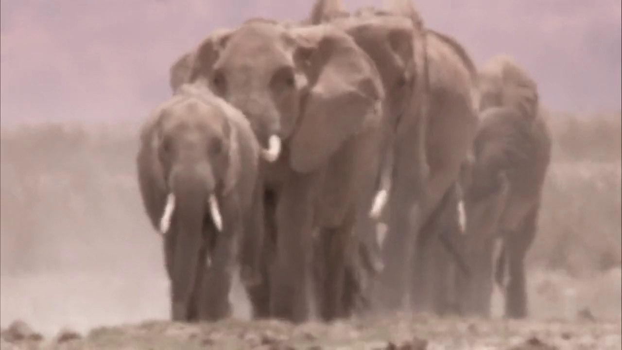 Savanada Bir Fil Ailesi