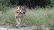Lioness calling cubs at Pondoro lodge