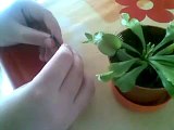 Dionaea Muscipula comiéndose una mosca