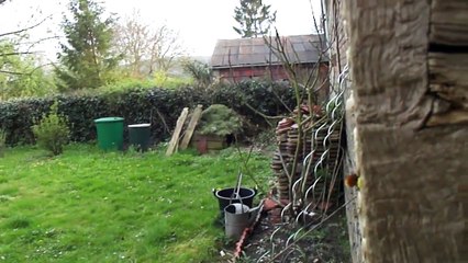 New bees on the block - Red orchard mason bees start work