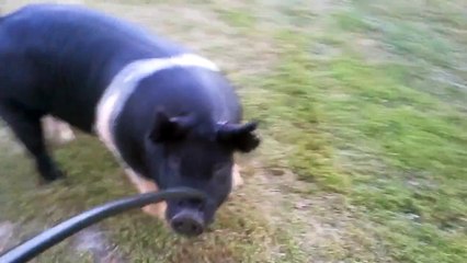 Mr. Freeze 10-7 Hampshire Boar - Hog College Candidate 2