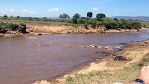 Crocodiles Attack Zebras Crossing the Mara River | Kenya