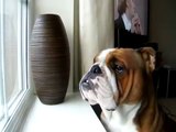 Le Bulldog anglais qui jouait au ténor