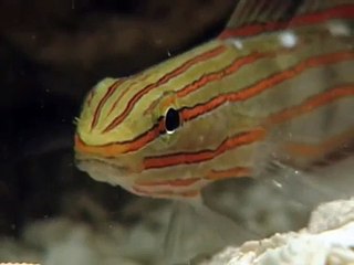 Cone Snail (Conus Geographus)