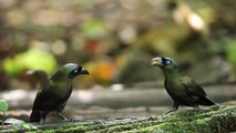 Video Digiscoped Racket-tailed Treepie - Kaeng Krachan National Park Thailand