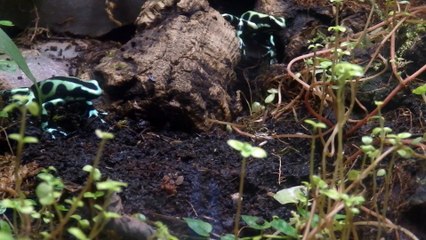 Auratus et fourmis