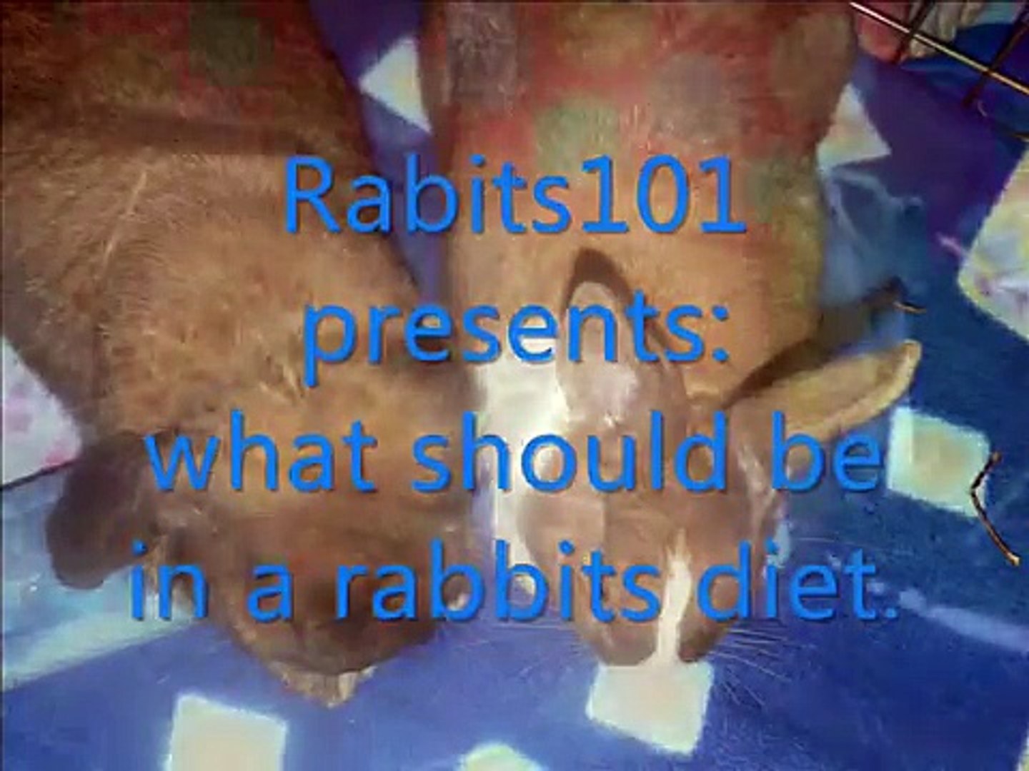 Rabbits Diet