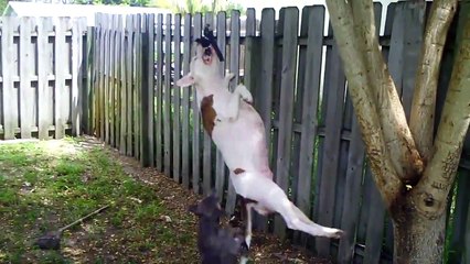 pit bull rope swing
