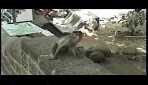 Wild Monkeys on trip to India