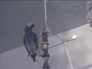 African Grey Cat sounds and Turd sounds