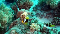 2 Clownfische aus Ägypten - Rotes Meer tauchen