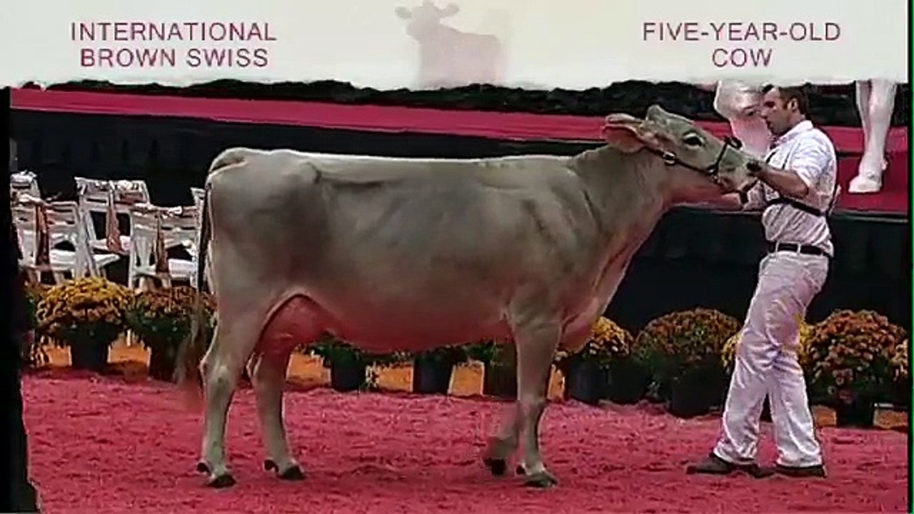 International Brown Swiss Show - Five-Year-Old Cow
