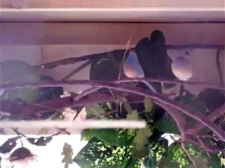 Blue Cap Cordon Blue Finch 1