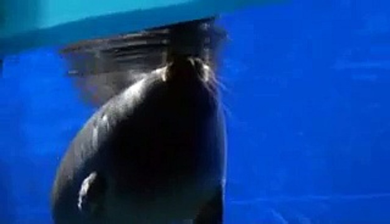 Baikal Lake Seals - at Baikal Museum