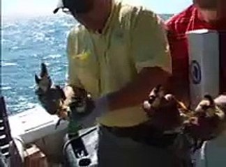 Monster Stone Crabs www.floridavacationwithboat.com