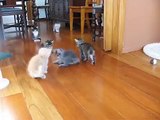 Six Siberian kittens at play