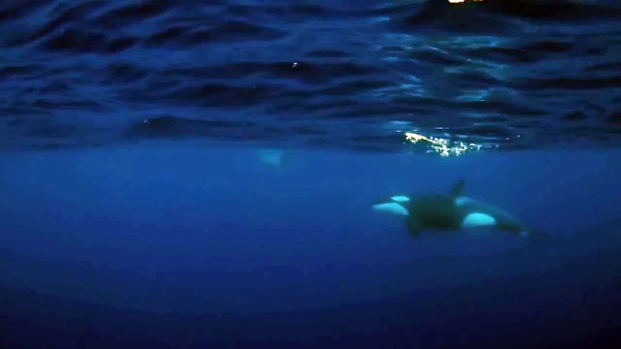 Killer whales vs Sunfish