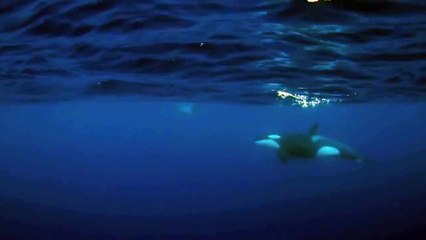 Killer whales vs Sunfish