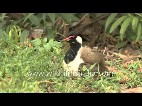 Red-wattled Lapwing lying on the nest hatching its eggs