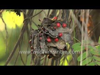 Abrus precatorius tree grows in India