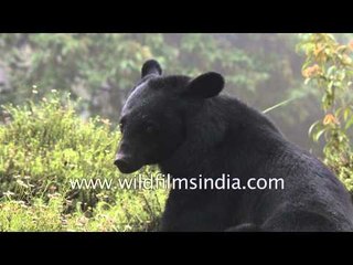 Himalayan Black Bear in the Eastern Himalaya