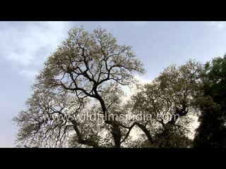 This beautiful Sacred Barna tree was felled by the Delhi Metro!