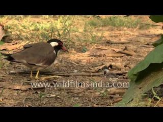 Mother Lapwing tends to her cute new-born chicks