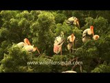 Colony of Painted stork spotted at Alang, India