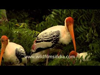These colourful Storks nest across India!