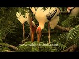 Pair of Painted stork allopreening