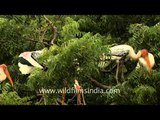 Painted storks perched on tree top