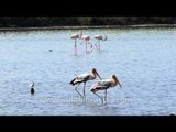 Lesser Flamingos, Painted Storks, Median Egret and Heron - Alang
