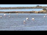 Flock of Greater Flamingoes foraging in Gujarat's wetland