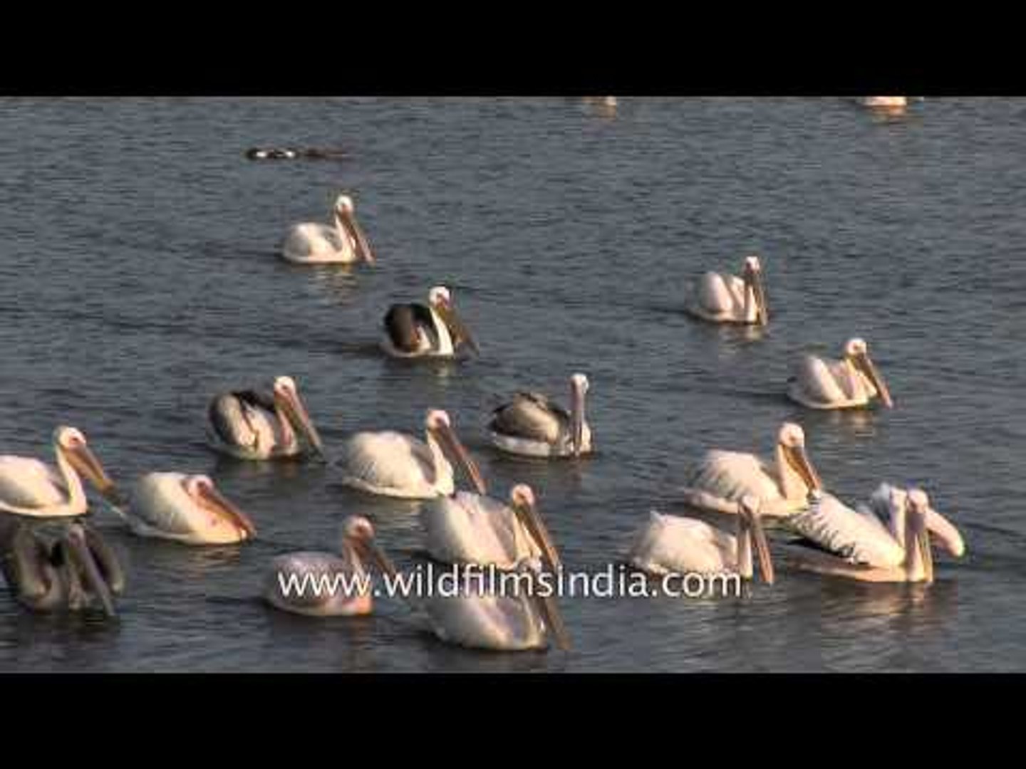 ⁣Swimming Pelicans in the Arabian