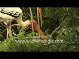 Colony of Painted storks in Gujarat