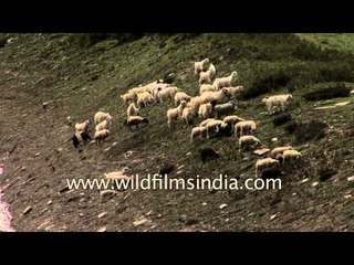 Sheep enroute Lamkhaga trek