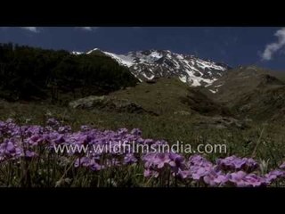 Androsace flowers with Lamkhaga pass, from Kiarkoti : stunning Himalaya