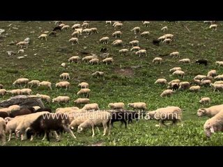 Flock of sheep in a mountain valley enroute Lamkhaga Trek