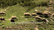 Lamkhaga  grazing sheep