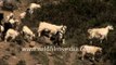 Flock of sheep grazing on high altitude pasture enroute Lamkhaga trek