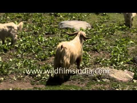 Cattle grazing in the Himalayan meadows : Himachal Pradesh