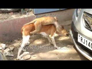 Best buddies forever : Dog and monkey