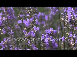 Lilac in India? Nope, Himalayan wild Nepeta flowers!