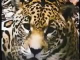Jaguar vs Crocodile (caiman). Jaguar owns huge Black Caiman.