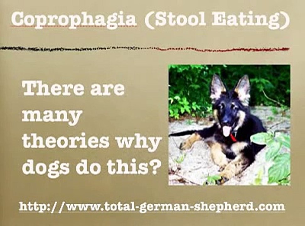 Coprophagia - Eating Feces - Poop Eating - Coprophagia in Dogs