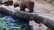 Un oso rescata a un pájaro a punto de ahogarse