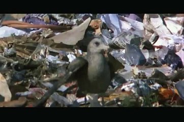 Jonathan Livingston Seagull - Dear Father (we dream)