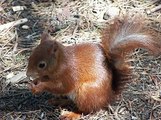 Red Squirrel Facts - Facts About Red Squirrels
