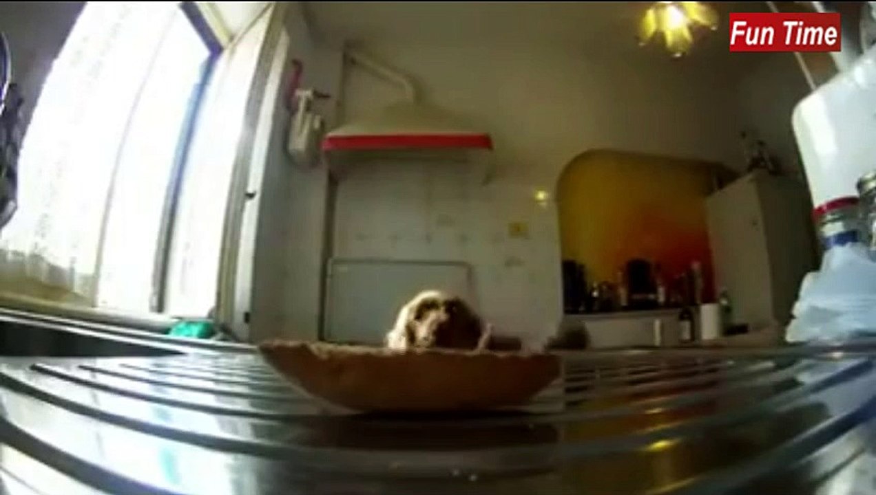 Funny Dog ... I promise you'll laugh loll